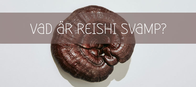 Vad är Reishi svamp